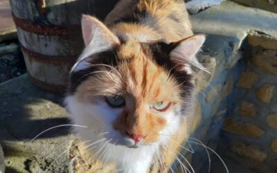 Want to co-create our eco-place with us as a resident?