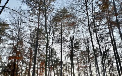 Newsletter Solstice Hiver 2023