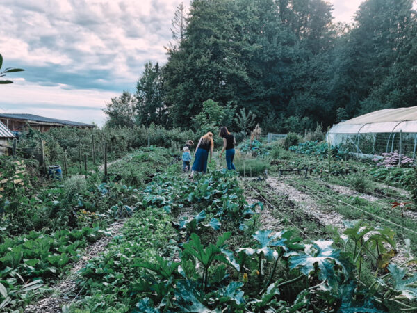 Wild & Medicinal Plants Private Farm Tour