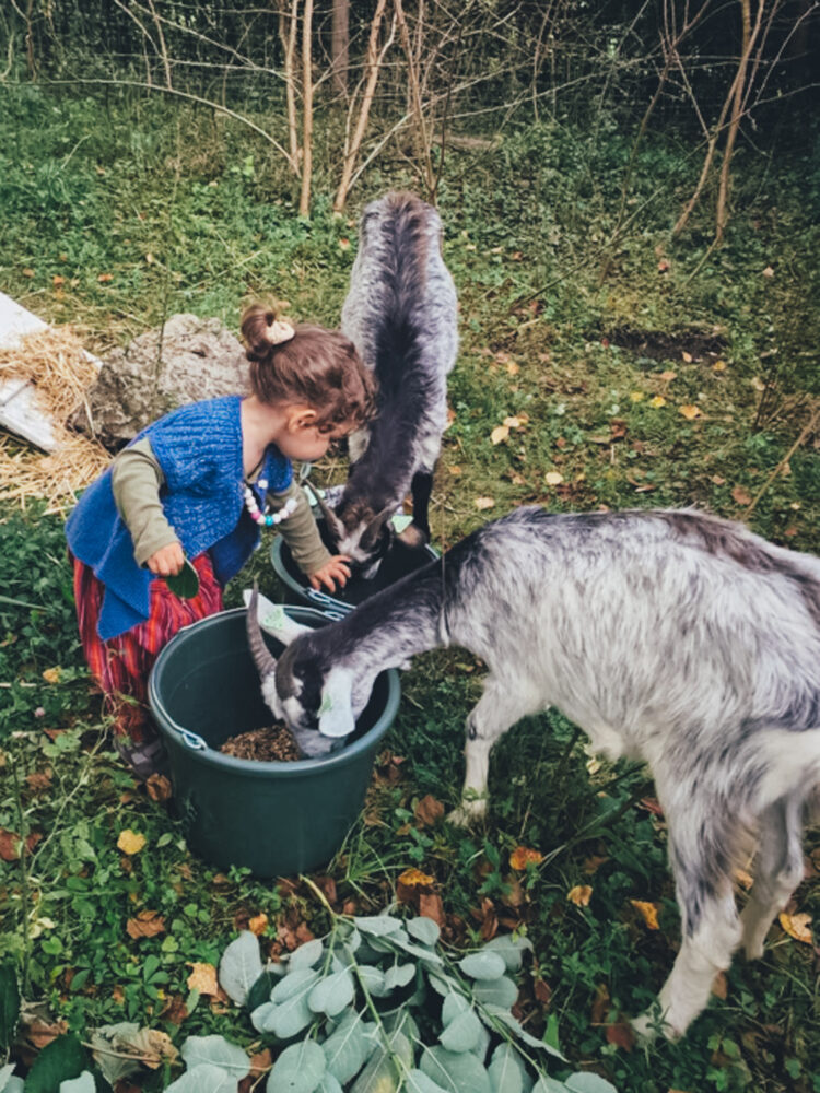 Life at the farm